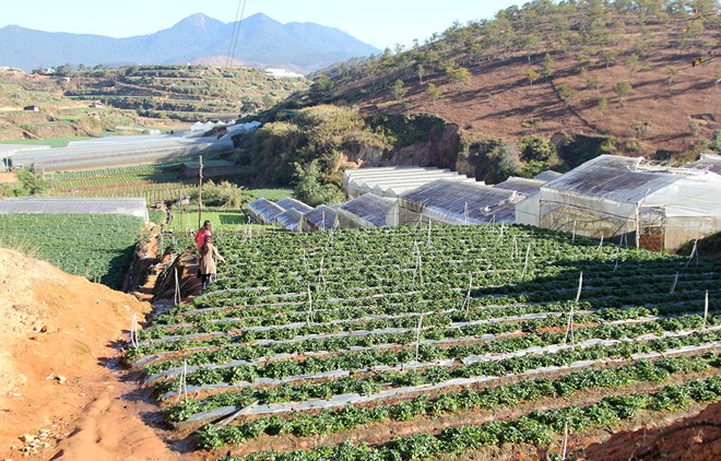 Dâu Tây Đà Lạt