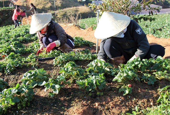Dâu Tây Đà Lạt