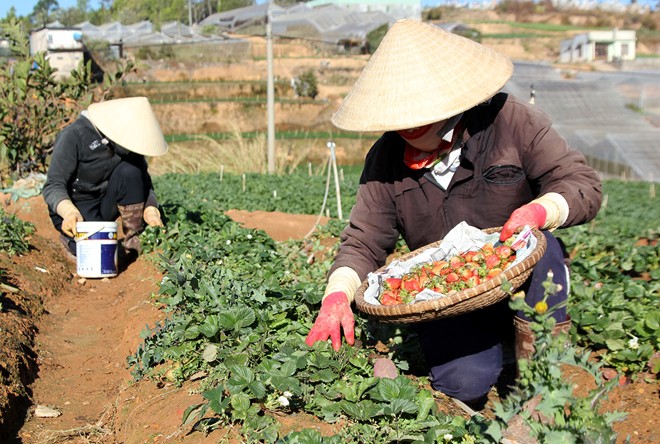 Dâu Tây Đà Lạt