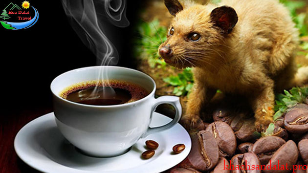 Cà Phê Chồn Đà Lạt