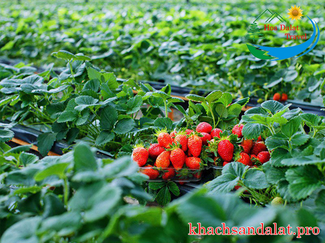 Du lịch Đà Lạt có gì thú vị?