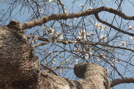 Hoa Ban Đà Lạt
