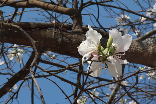 Hoa Ban Đà Lạt
