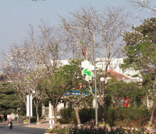 Hoa Ban Đà Lạt