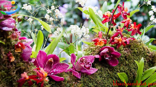 Cảm xúc Đà Lạt