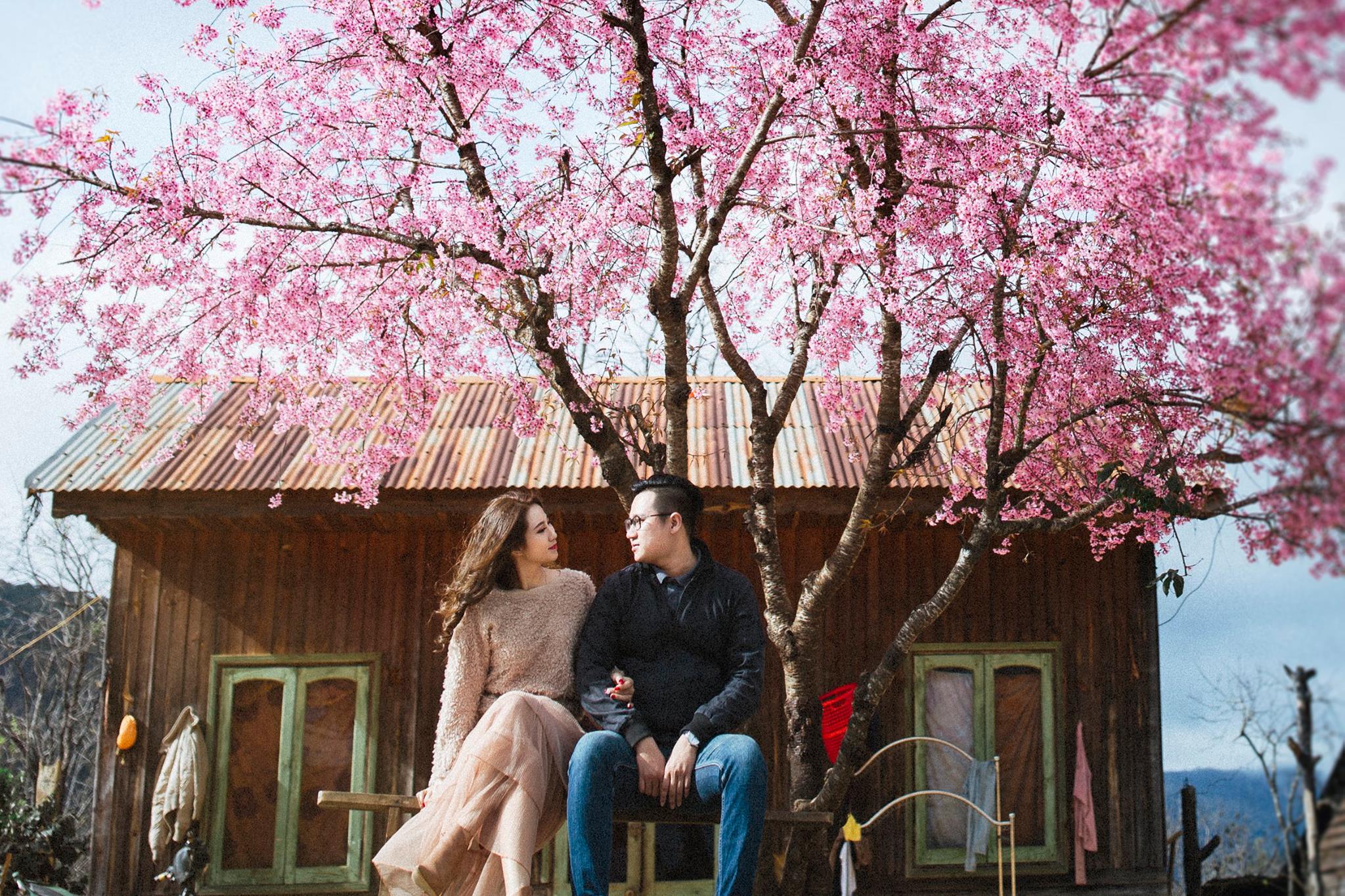 Lễ hội hoa Mai Anh Đào chính thứ diễn ra vào ngày 26 tháng 1
