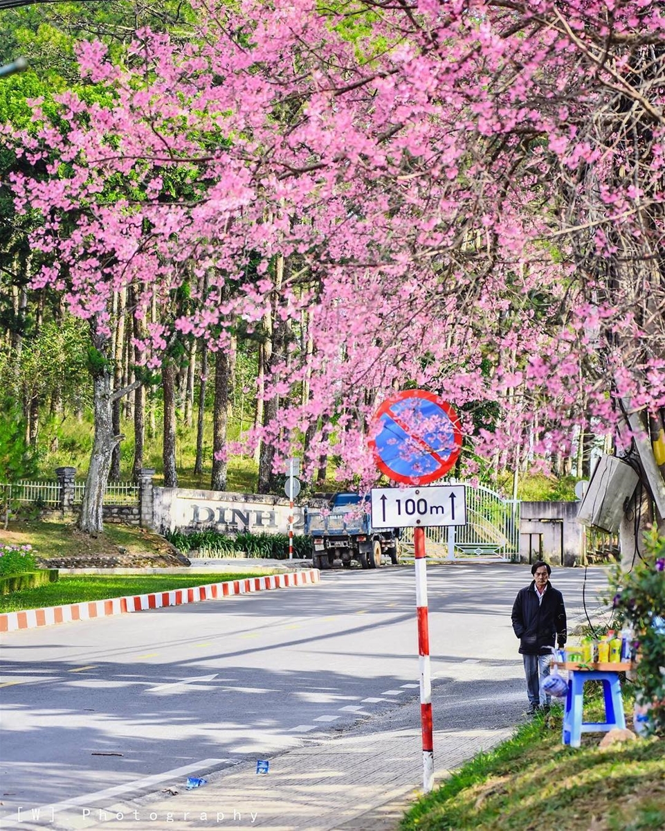 Lễ hội hoa Mai Anh Đào chính thứ diễn ra vào ngày 26 tháng 1