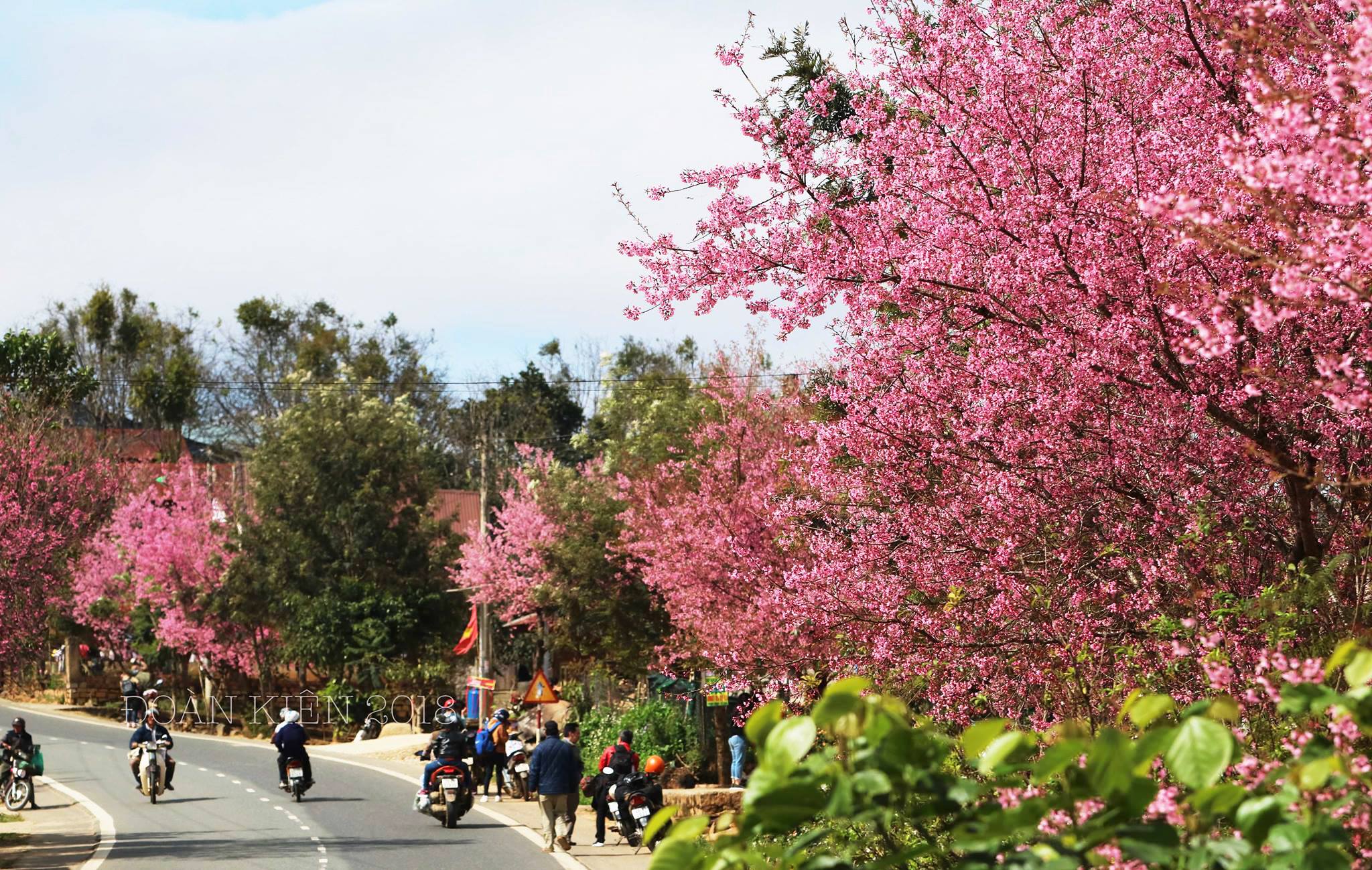Lễ hội hoa Mai Anh Đào chính thứ diễn ra vào ngày 26 tháng 1