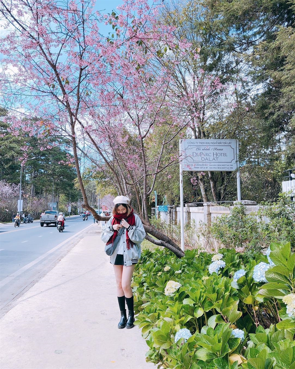 Lễ hội hoa Mai Anh Đào chính thứ diễn ra vào ngày 26 tháng 1