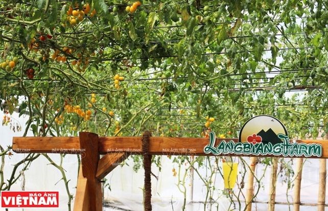 Du lịch nông nghiệp trải nghiệm mới ở Đà Lạt " Chiếc Hộp Xanh"