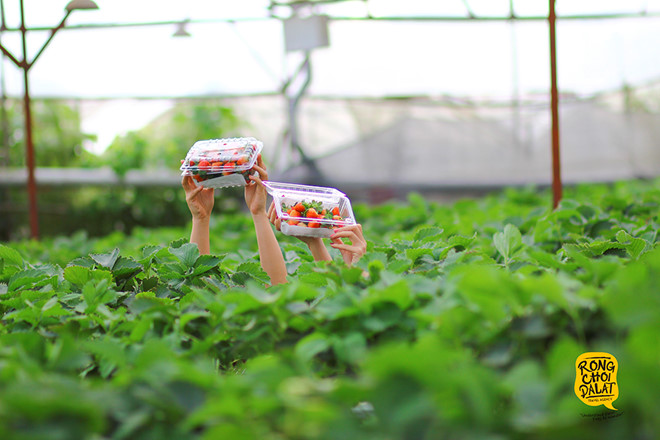 đà lạt có gì chơi 2018