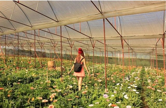 tour đà lạt 1 ngày giá rẻ