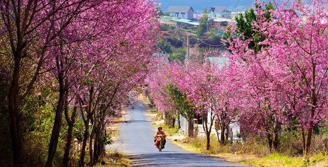 có nên đi đà lạt tháng 3
