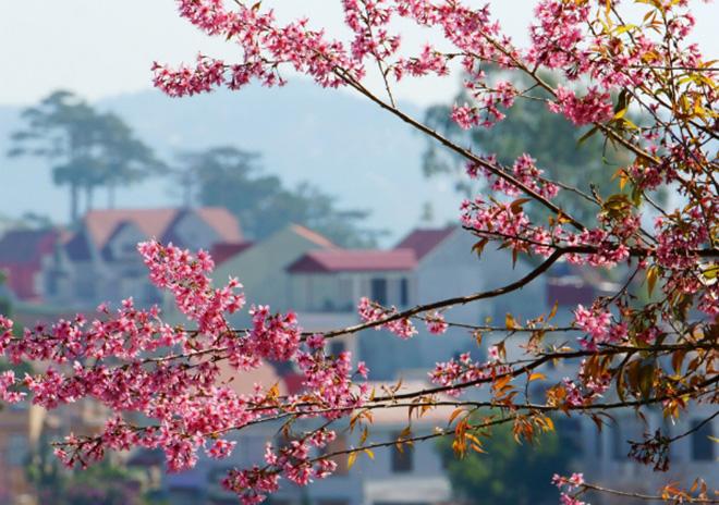 kinh nhgiệm du lich đà lạt 2 ngày 1 đêm