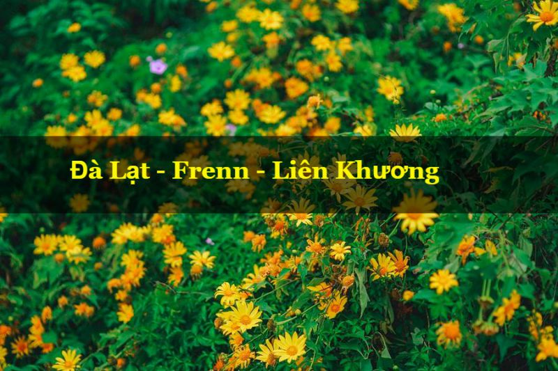 Cung đường hoa Dã Quỳ Đà Lạt