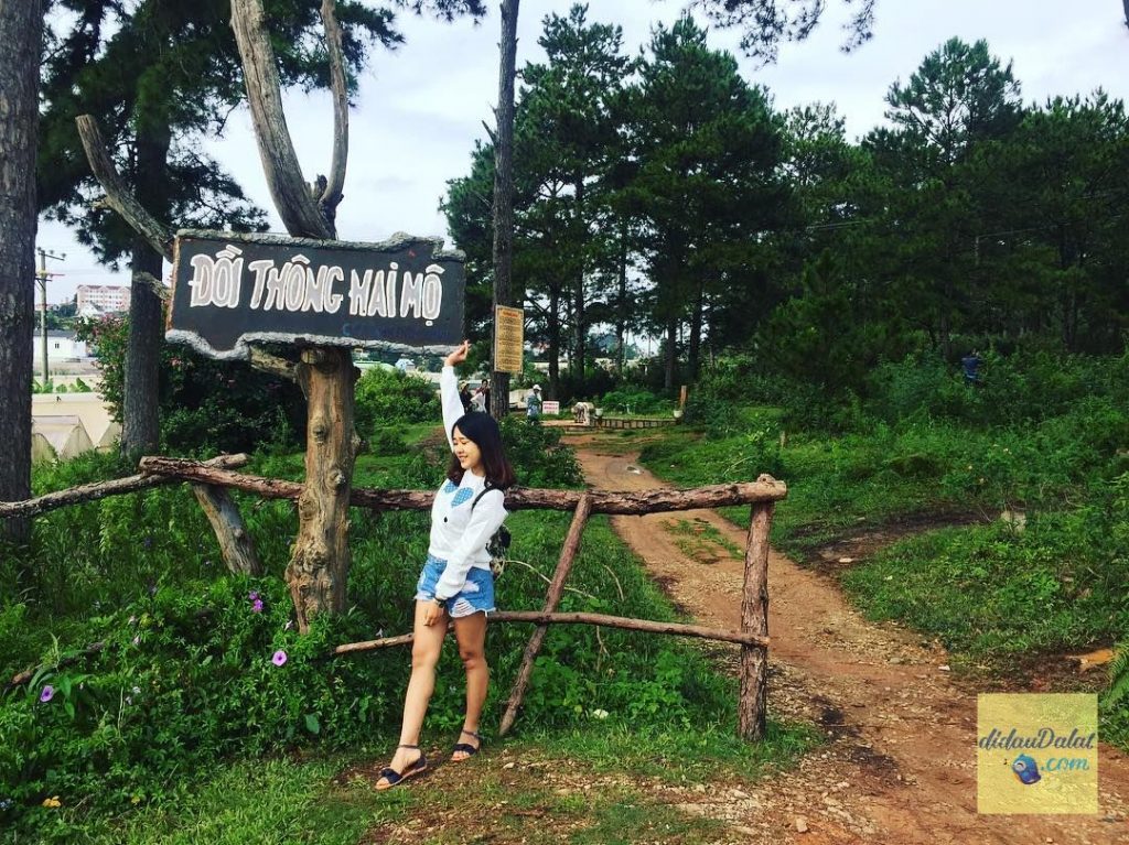 Đồi thông hai mộ Đà Lạt
