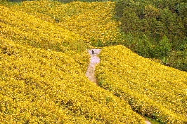 Hoa Dã Quỳ Đà Lạt