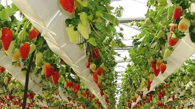 Vườn dâu tây Đà Lạt