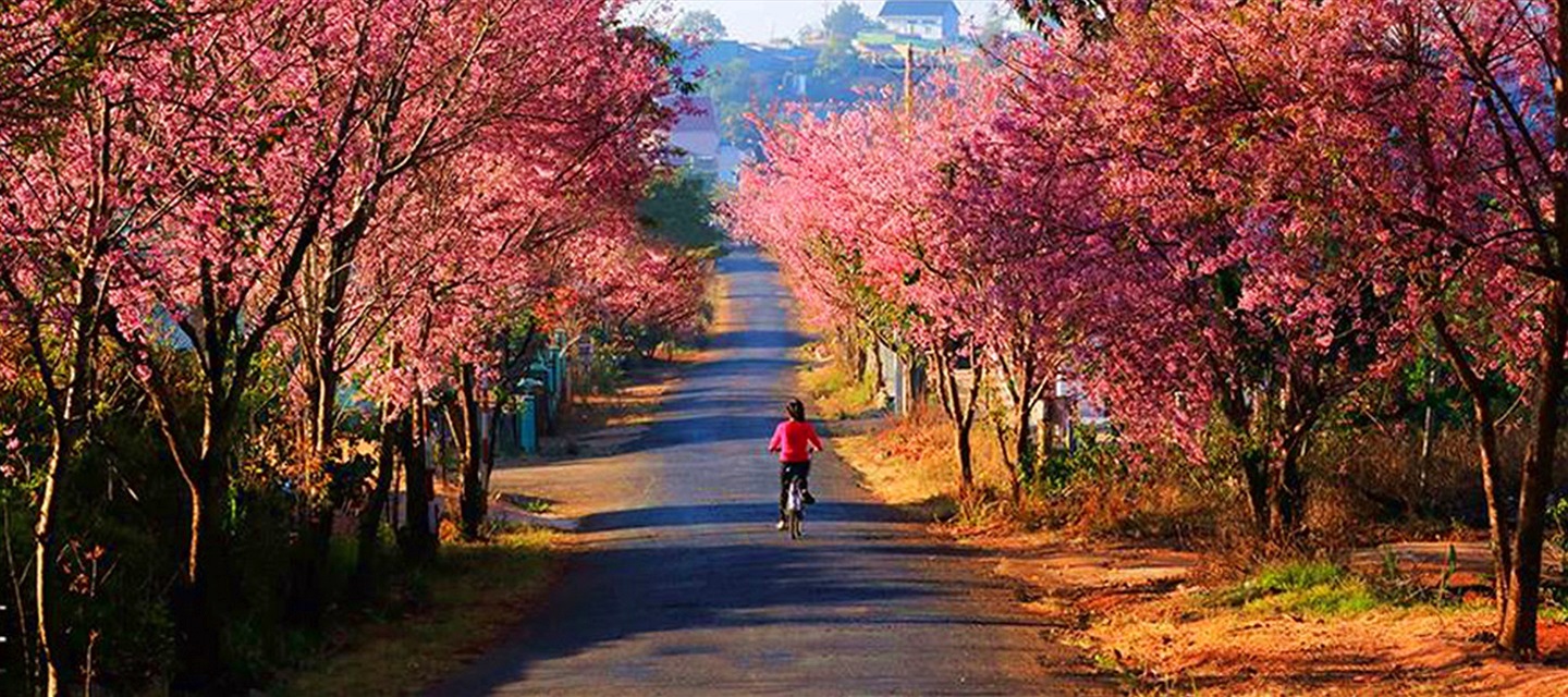 con đường mai anh đào Đà Lạt