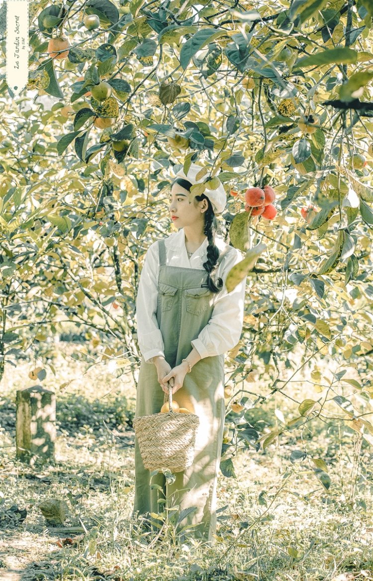 Hồng giòn Đà Lạt 2019