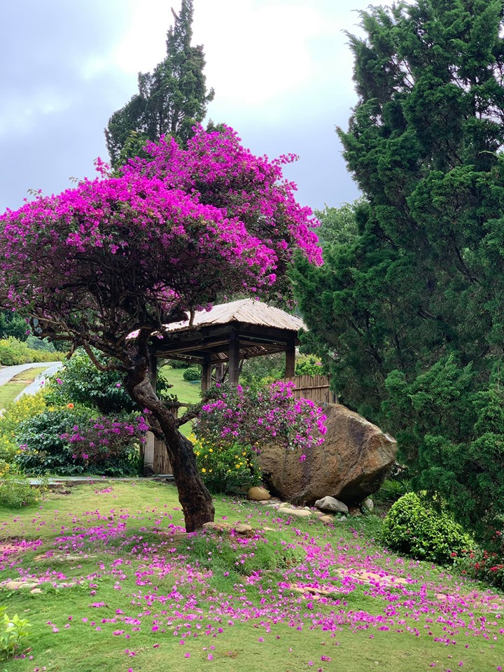 Que garden Đà Lạt có gì
