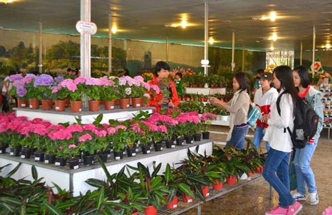 showroom rừng hoa Đà Lạt