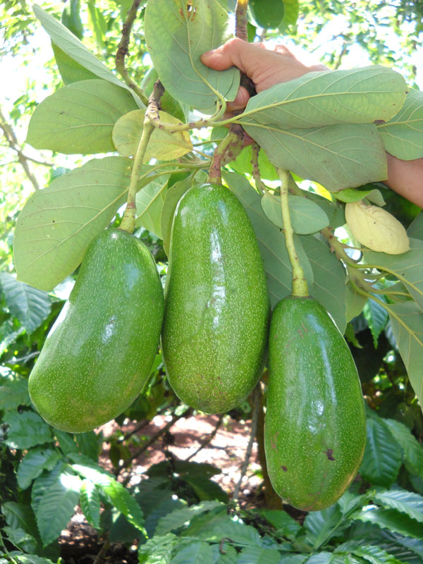 bơ được thu hoạch như thế nào