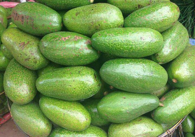 kinh nghiệm mua bơ ngon Đà Lạt