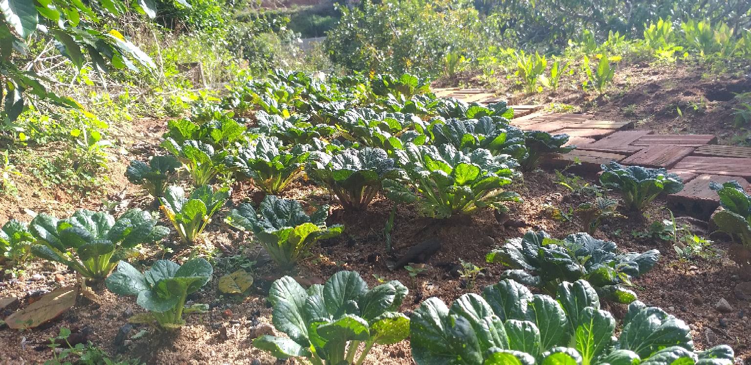 rau sạch ở HT Farmstay Đà Lạt