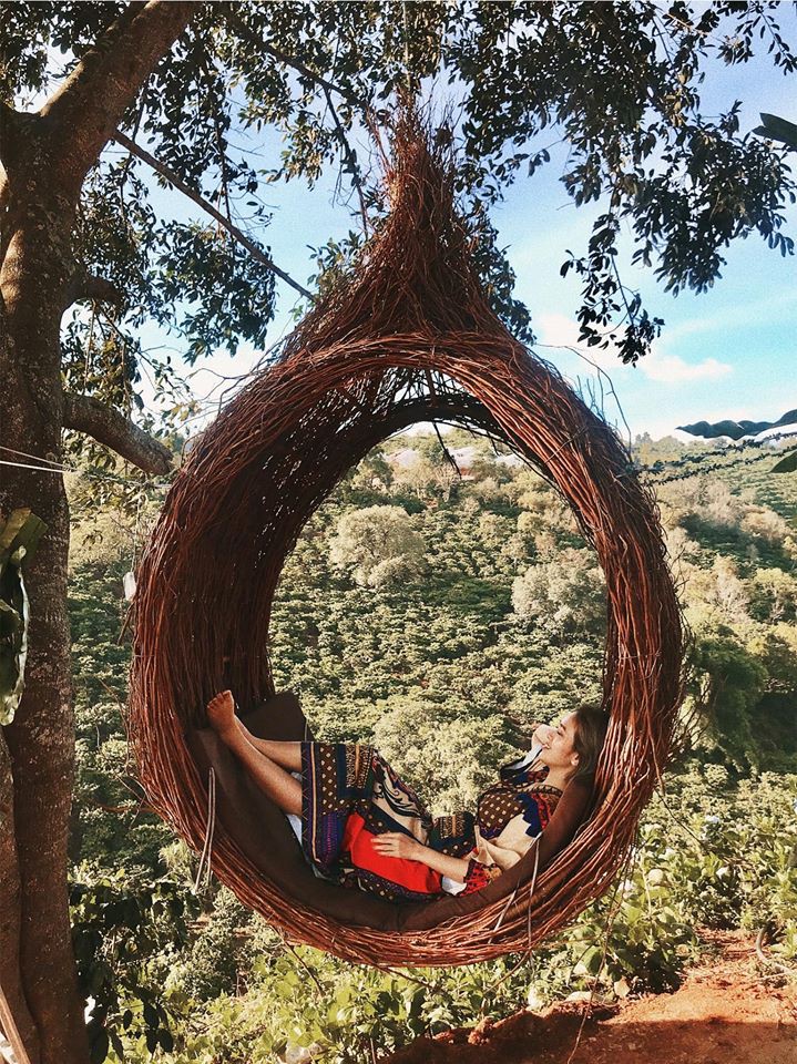 tổ chim ở Dalaland Đà Lạt