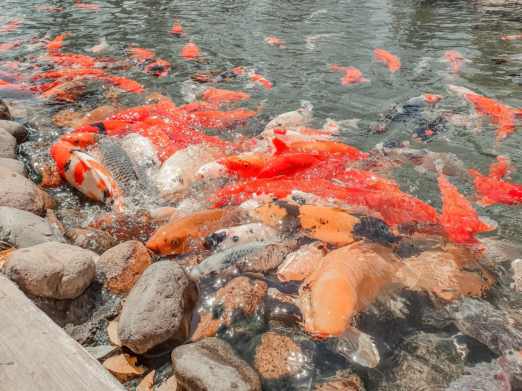 Cá koi tại khu du lịch Lá Phong Đà Lạt