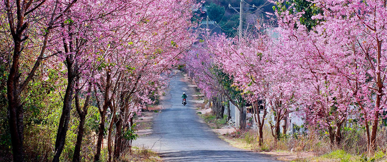 tour du lịch Đà Lạt tháng 1