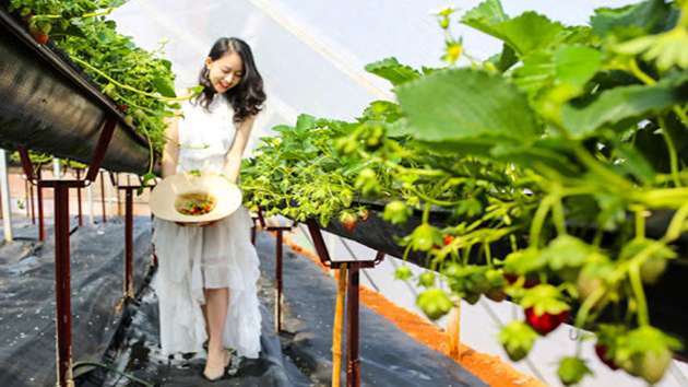 tham quan vườn đâu tây Đà Lạt